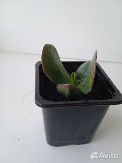 Толстянка, молочай, алоэ