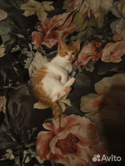 Кошка в дар бесплатно