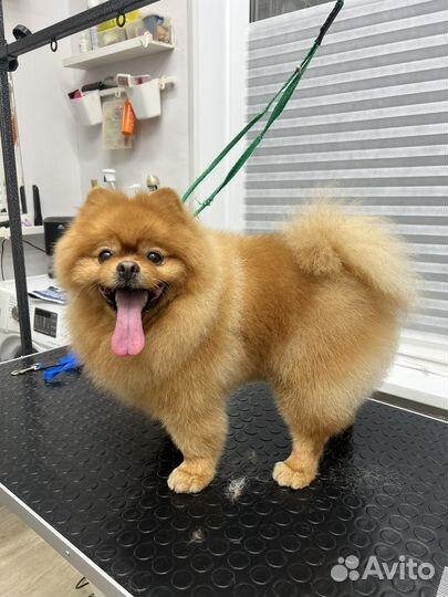 Стрижка собак Груминг