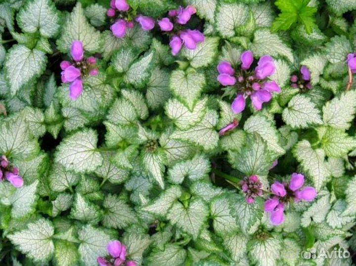 Почвопокровные садовые многолетники