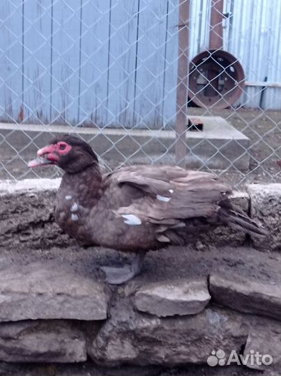 Мускусные утки