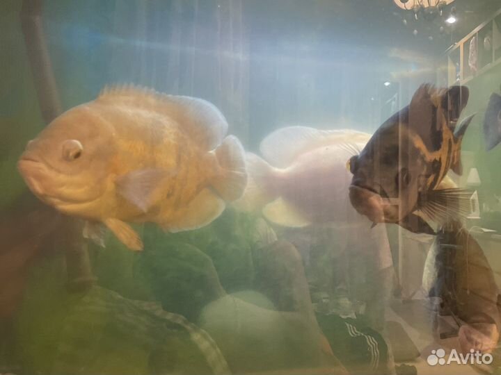 Аквариумные рыбки