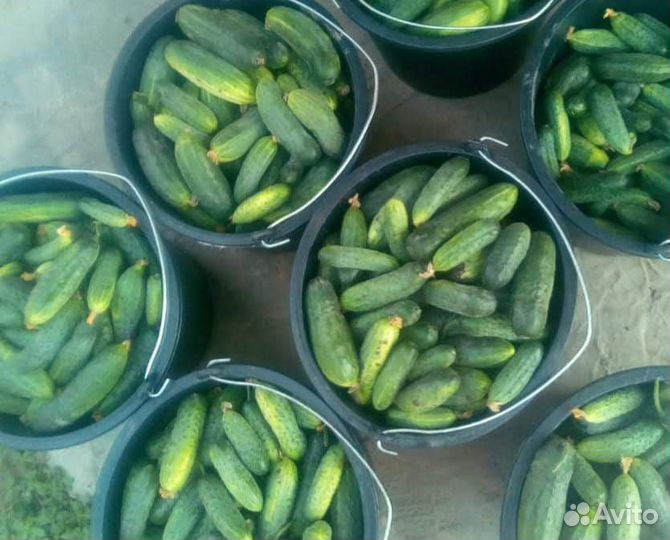 Семена огурцов Феникс плюс