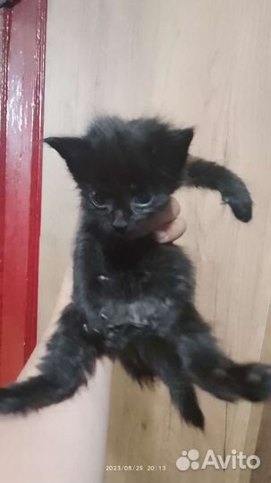 Котята в добрые руки бесплатно сибирская