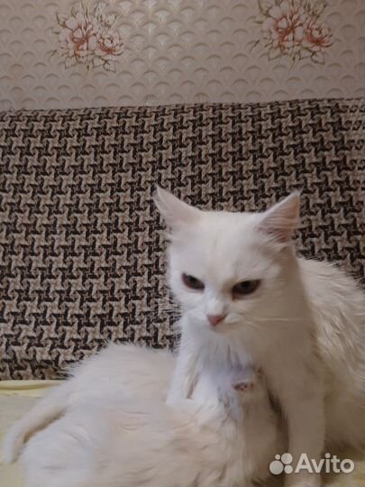 Котята отдам в добрые руки бесплатно