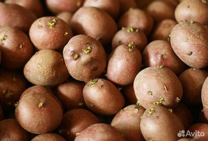 Картофель семянно