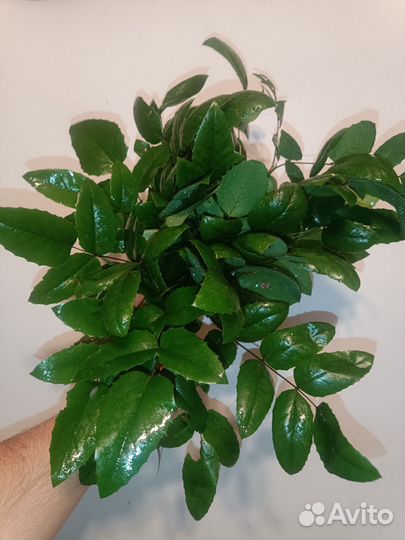 Корм для палочников Магония куст, пакет