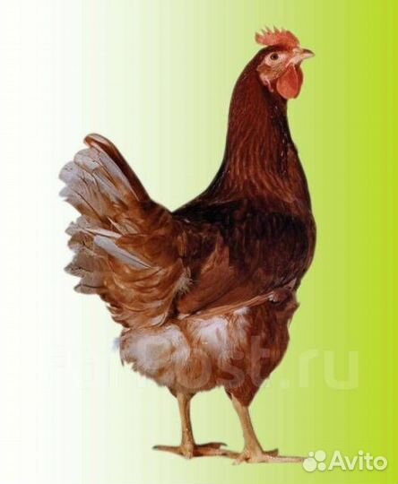 Куры несушки