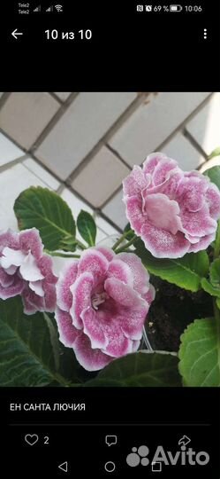 Глоксинии посадочный материал