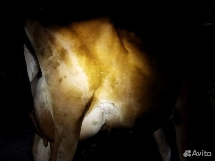 Джерси первотелка