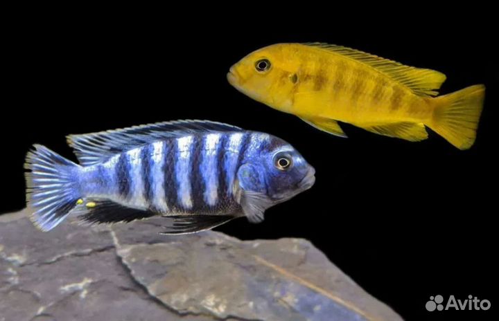 Псевдотрофеус элонгатус