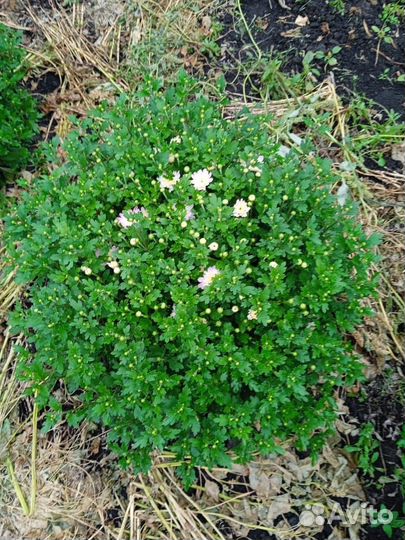 Хризантема