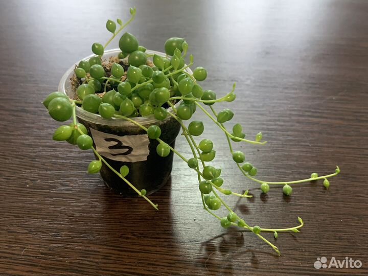 Крестовник роули