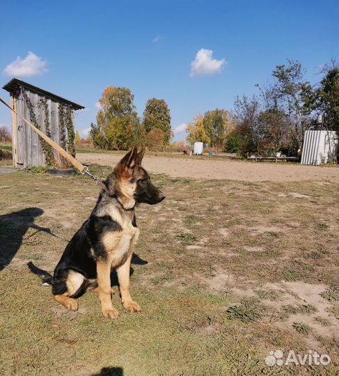 Щенки немецкой овчарки