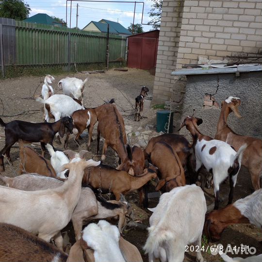 Козы и козлята камори