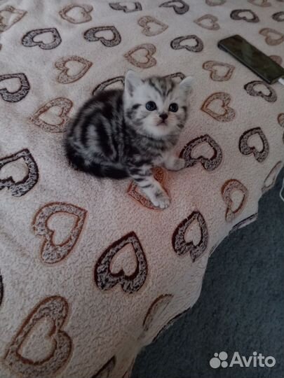 Шотландская