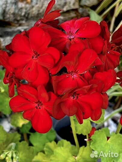 Пеларгония герань