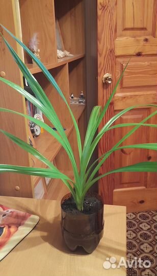 Пальма панданус