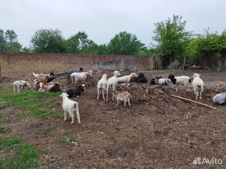 Овцы бараны ягнята оптом