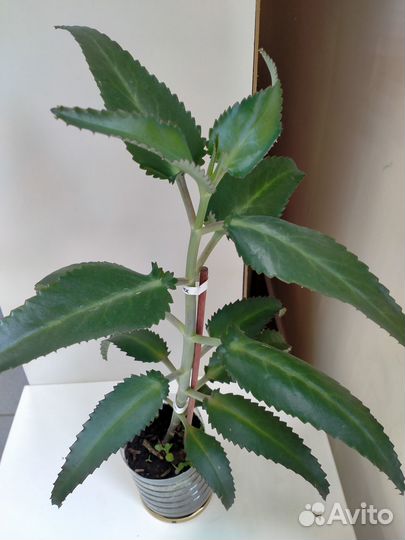 Каланхоэ лечебное