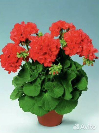 Пеларгония герань