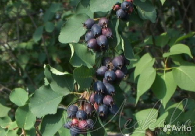 Ирга групп. Ирга канадская «смоуки». Ирга групп. Ирга нортлайн. Ирга канадская нортлайн.