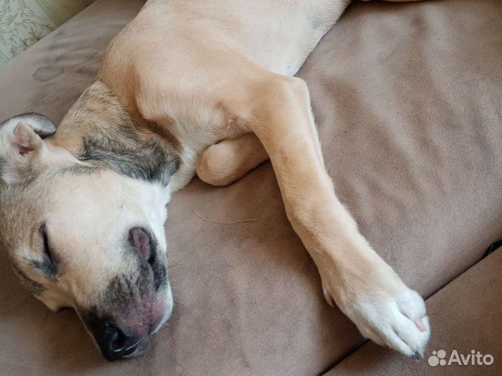 Собака стафф