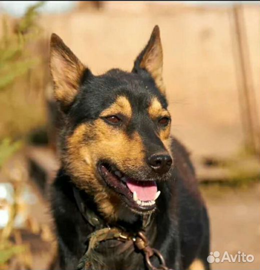 Собачка- мальчик Бубль