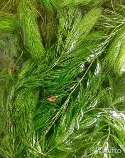 Аквариумное растение Роголистник пучком