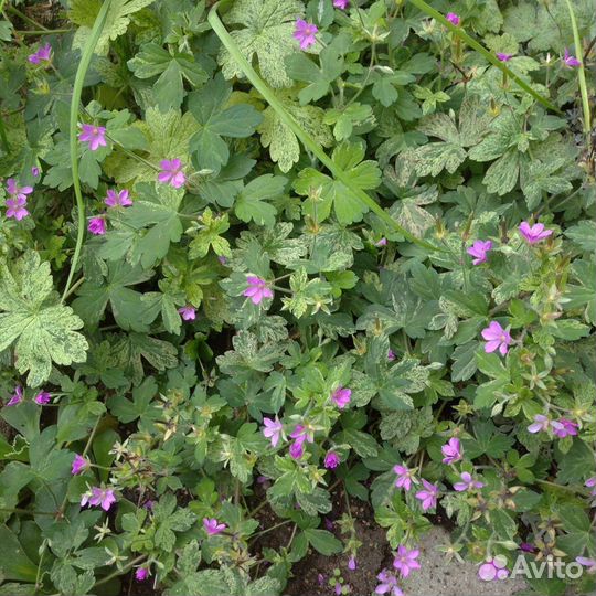 Герань садовая