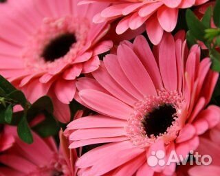 Букет из 9 розовых мини гербер в стильной упаковке