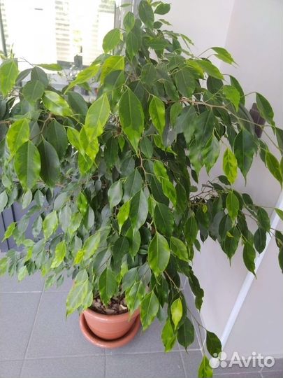 Взрослые растения