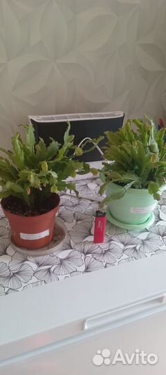 Декабрист шлюмбергера(Дарк Ева)с горшками