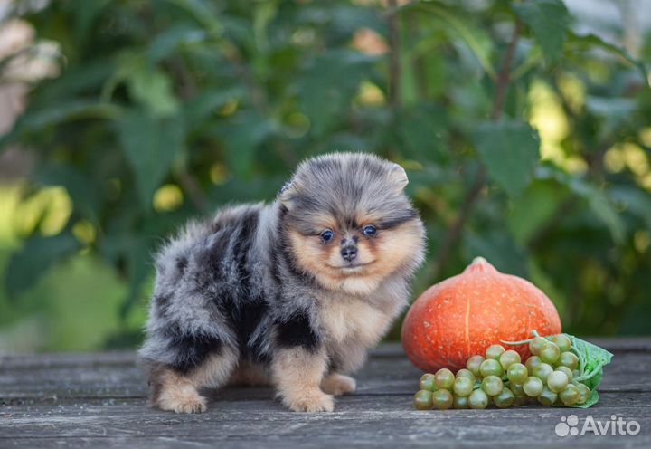 Шпиц мерле девочка