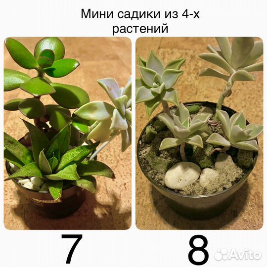 Суккуленты
