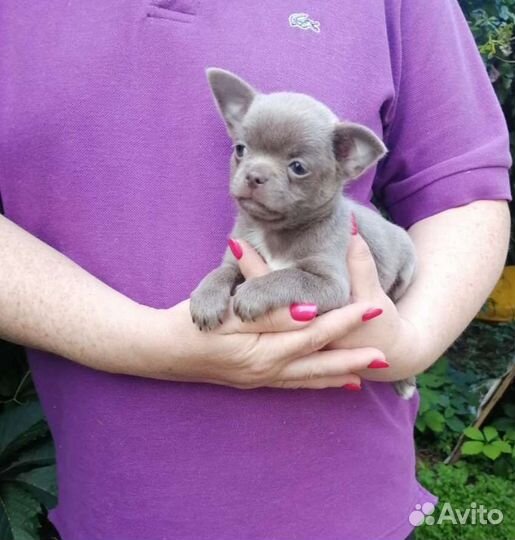 Чихуахуа мальчик