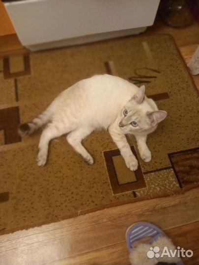 Кошка в дар