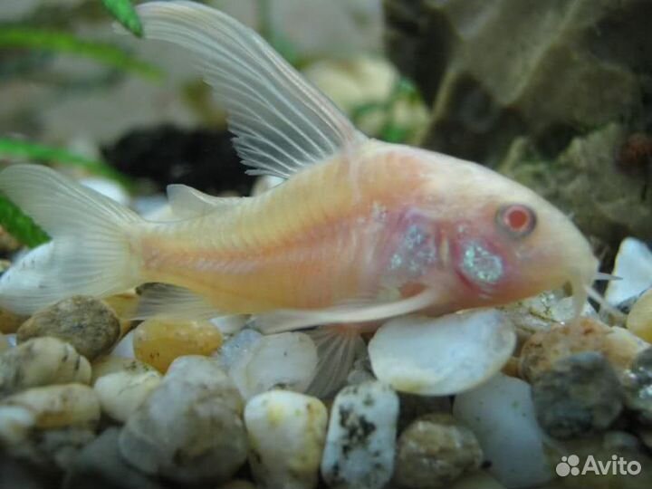 Аквариумные рыбки