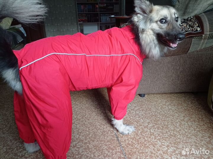 Дождевик для средней собаки