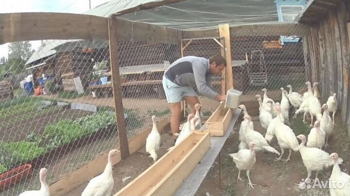 Комбикорм для индюков с доставкой