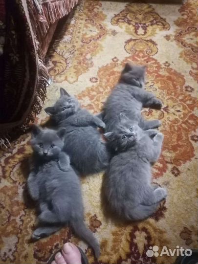 Кошка в дар бесплатно