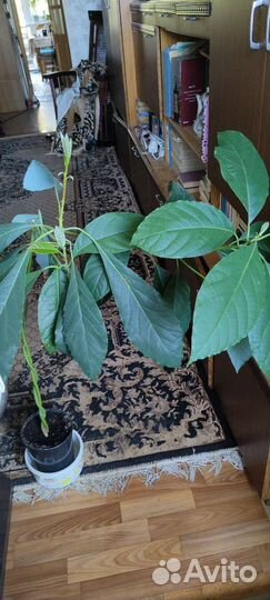 Авокадо растение