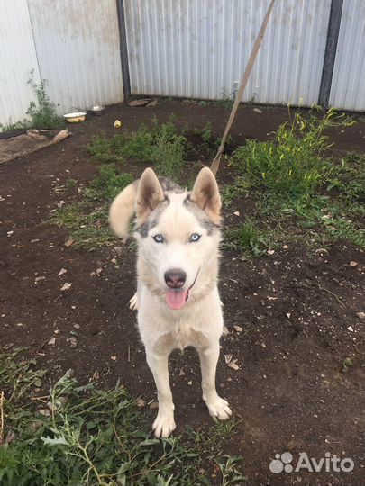 Сибирский хаски