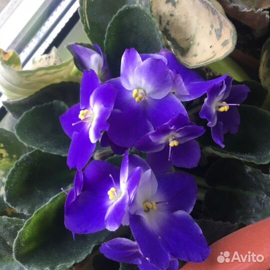 Сортовые фиалки