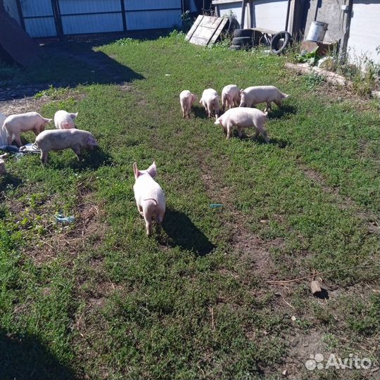 Поросята