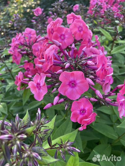 Флоксы многолетние