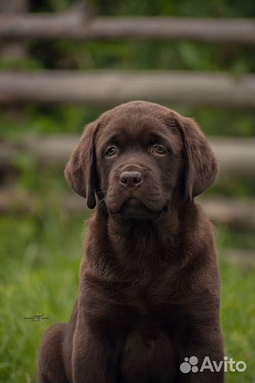 Щенки лабрадора ретривера