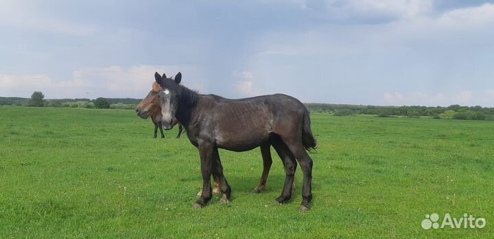 Лошади жеребята