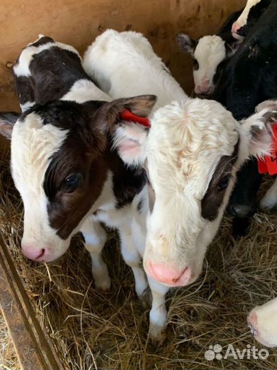 Бычки телята