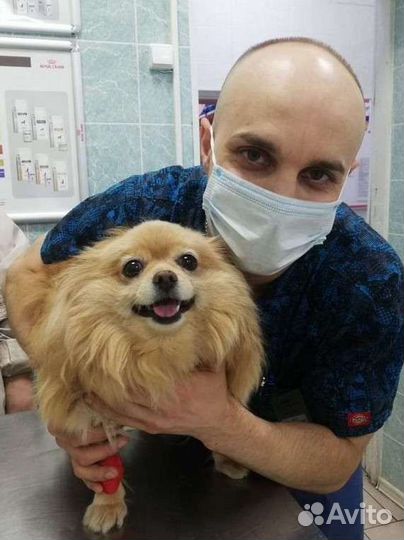 Ветеринарная помощь на дому 